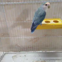 کوتوله برزیلی قیمت 800تومان