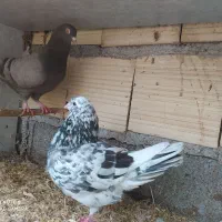 کبوتر تزیینی درجه یک فروش و معاوضه|پرنده|رشت, پیرکلاچای|دیوار