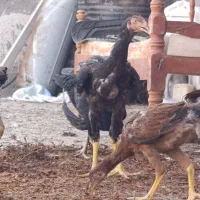 مرغ لاری .جوجه لاری .لاری .جوجه .خروس لاری|حیوانات مزرعه|قزوین, |دیوار