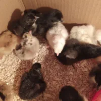 جوجه مرغ محلی