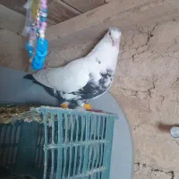 کفتر پرشی|پرنده|دشتابی, |دیوار