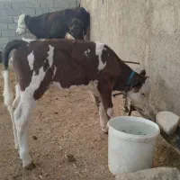 گاو گوساله سمینتال دره شهر|حیوانات مزرعه|دره شهر, |دیوار