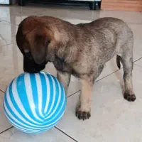 توله سگ محلی سالم