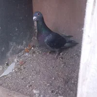 کبوتر دوبر|پرنده|اردبیل, |دیوار