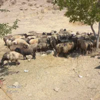 فروش  گوسفند