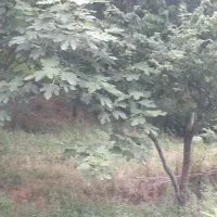 فروش یک قطعه زمین ویلایی لاکچری در آستارا|فروش زمین و ملک کلنگی|لوندویل, |دیوار