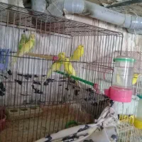 مرغ و عشق جوان سرحال