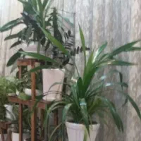 ساینادوگانه
