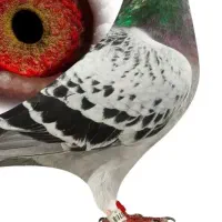 کبوتر پلاکی