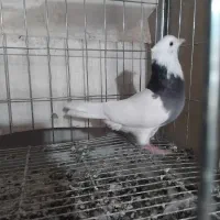 کبوتر طوقی|پرنده|ساوه, |دیوار