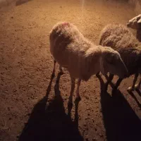 یک عدد بره ماده رومانوف|حیوانات مزرعه|بروجرد, |دیوار