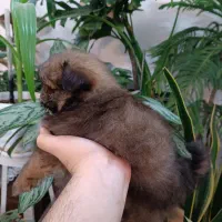 پامرانین|سگ|مشهد, کوی دروی|دیوار