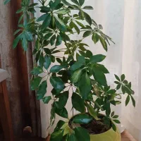 گل شفلرا ابلغ|گل و گیاه طبیعی|اصفهان, شهشهان|دیوار