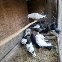 کفترکله سیاه دمبی سینه ای قیل کله ای سبز رنگی|پرنده|مبارکه, |دیوار