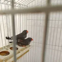 فنچ زبرا و بنگال