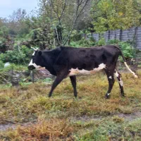 طلم دورگ گاو