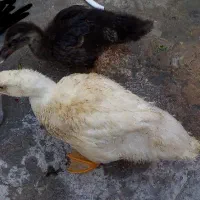 اردک