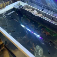 اکواریوم کوچیک شیشه خم شرکتی و تعدادی ماهی|ماهی|مشکین‌دشت, |دیوار