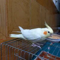 عروس هلندی زیبا بازی گوش|پرنده|اردکان, |دیوار