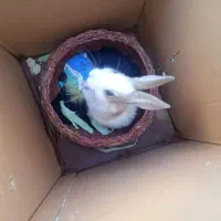 خرگوش ماده|موش و خرگوش|ورامین, خیر آباد|دیوار