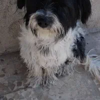 شیتزو|سگ|ابهر, |دیوار