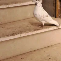 کفتر.|پرنده|سیرجان, |دیوار