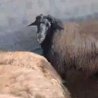 8عدد قوچ‌|حیوانات مزرعه|اشنویه, |دیوار