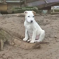 یه جفت الابای خالص برای برکت