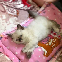 گربه هیمالین