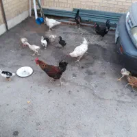 فروش ۲۵ عدد مرغ وجوجه محلی اصل به شرط