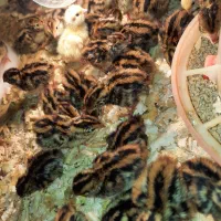 جوجه بلدرچین و بلدرچین بالغ