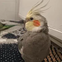 عروس طوطی گم شده