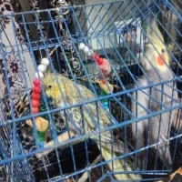 دو عددعروس|پرنده|ارومیه, |دیوار