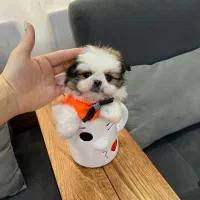 توله سگ پشمالو شیتزو سوپر فِلَت خالص سایز ( صفر )