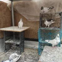 شش عدد کبوتر