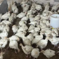 جوجه بوقلمون بیروتی سیکس یکماه وزن ۱.۵کیلو|حیوانات مزرعه|رفسنجان, |دیوار