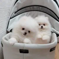 Pomeranian / Poodle / Shihtzu / dog Original