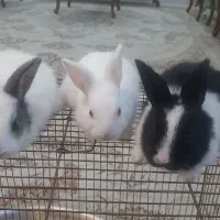 بچه خرگوش