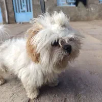 فروشی|سگ|چگنی, |دیوار