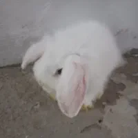 خرگوش لپ