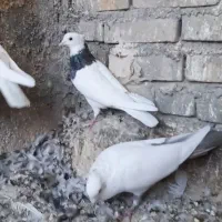 کفتر رنگی نقش دوری|پرنده|اهواز, اسلام آباد غربی|دیوار