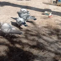 ۵ عدد کبوتر فروشی