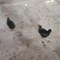 مرغ وخروس|حیوانات مزرعه|جوانرود, |دیوار