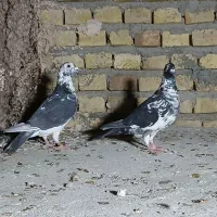 طوقی رنگی، سرور، ریش|پرنده|یزد, |دیوار