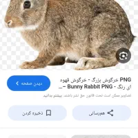 واگزاری|موش و خرگوش|چنارود, |دیوار