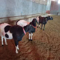 گوسفند فروشی