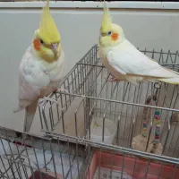 عروس هلندی باقفس و وسایل کامل