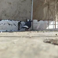 دونهی 200|پرنده|حاجی آباد, |دیوار