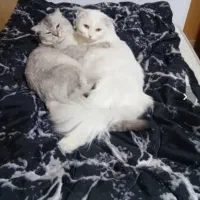 جفت مولد اسکاتیش و پرشین اسکاتیش و بچه گربه