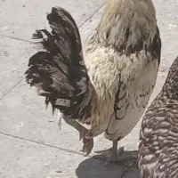خروس